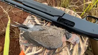 Bird Hunting Kauai, HI 2022 - Mossberg 500 & Silver Reserve Eventide 12 Gauge - ShotKam