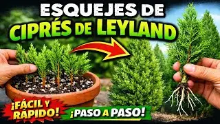 Multiplica Ciprés de Leyland SIN COMPRAR MÁS 🌲