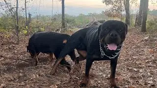 Rottweiler breeding&hellip;KrazyApeKennels going crazy‼️