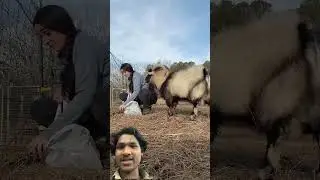 Bakea kar rha hai majak#dwarfgoats#sheepbreeding #shortvideo #funny #khansirlogic #explore