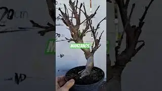 manzanos 24 marzo