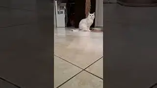 🤣🤣у кого главная роль⁉️
