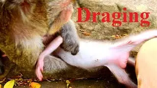 SUPER Kind Merry Drags Pop Cute Baby Maci From Cameraman, Supper Adorable Maci!