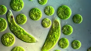 Life under microscope. #2 Chlamydomonas. Flowering on soil with a high content of organic matter.