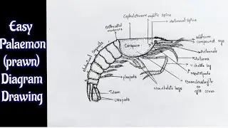 How to draw palaemon diagram easy|| prawn labelled  diagram 