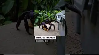 Hoțul de palmieri. C&acirc;rnuri la cină