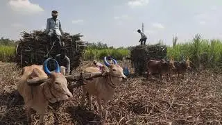 bullockcart heavy loading / bullockcart stunt videos | bullockcart| working video | bullock