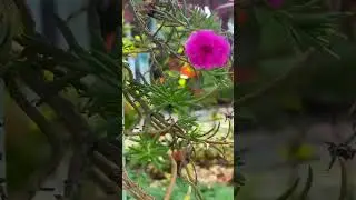 7 Garden flowers 🌹🌺🌹🌺 #viral #shorts #garden #bestgarden #Wow