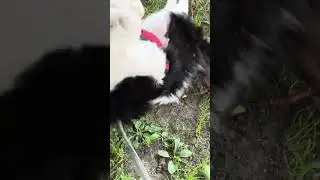 Milan City Park Fun: 7-Month-Old Border Collie Puppy Plays with Stick!