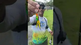 Caught Tilapia INSTANTLY With This Lure! #shorts #fishing