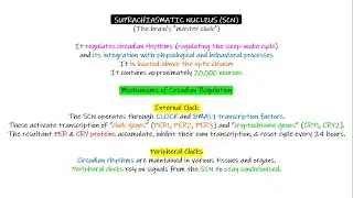 Suprachiasmatic Nucleus (SCN). Chapter 59 part 5. Guyton and Hall Physiology.