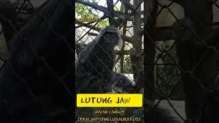 Lutung Jawa #shorts #trikshorts #mainshorts  #lutung #Hobbynikko