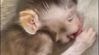 JODY BABY MONKEY HUNGRY | JODY STYLE FEEDING MILK JANE MONKEY | WUHAN MONKEY