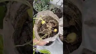 West Vegetable se mile mujhe bilkul Fresh potatoes #potato #shortsfeed #trending #viral #shorts #how