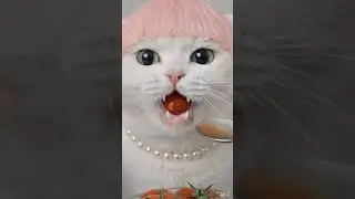 😸 Cat and Baby Shark ASMR FOOD challenge😸eating sounds🎧 |  #shorts #asmr #cat #tralalerito