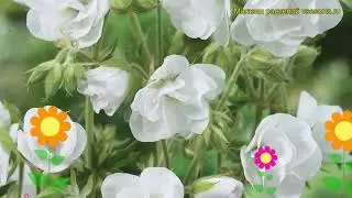 Герань луговая Лаура. Краткий обзор, описание характеристик geranium pratense Laura