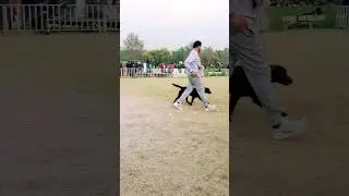 Top Dogs in Action | Highlights from the Ultimate Dog Show | Unforgettable Dog Show Moments | Lebra