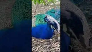 Wild-peacock#closeup