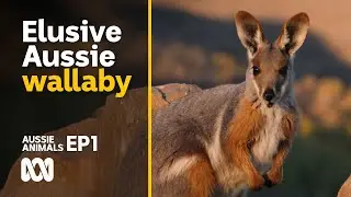 The endangered yellow-footed rock-wallabies of Arkaroola 🦘📷 | Aussie Animals Ep1 | ABC Australia