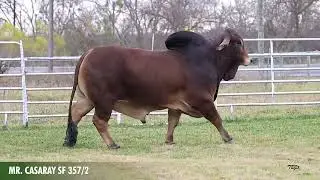 Mr. Casaray SF 357/2  🔥 Rancho Piedra Nube