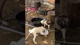 Eagle and dog