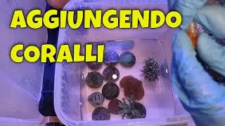 Coralli Per il mio Acquario Marino Da H2O+Something