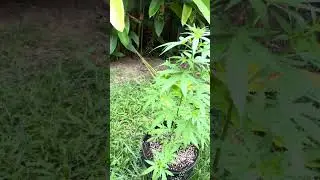 Super Critical #1 Day 59 | Homegrown Cannabis in Tropical Thailand | Weed Outdoor Grow | #BudHead