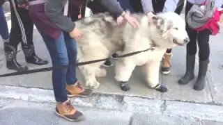 My Alaskan Malamute goes to Quebec!