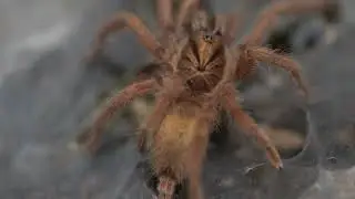 dwarf tarantula