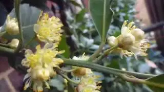 Bay laurel  - Laurus nobilis - L&aacute;rvi&eth;arlauf - Kryddplanta - Gul bl&oacute;m
