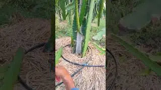 Dragon fruit farming pruning#dragon