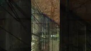 A Glass Treehouse in Atlanta?