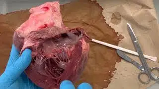 Dissection du coeur de porc