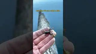Посмотрите на эту крошечную лягушку 🐸🎣 #видеорыбалки