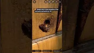 Providing Propolis to Stingless Bees