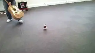 Hamster Smash