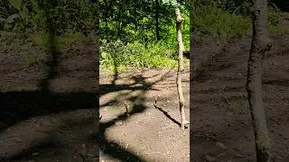 bushcraft skills: DIY How to Navigate WITHOUT a Compass. #bushcraft #shorts #survival #skills #diy