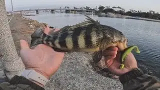 Long Beach Harbor Fishing | Spotted Bay Bass