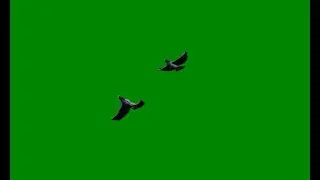 Pigeons Birds Flying Green Screen HD