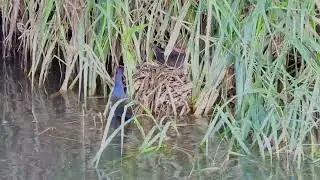 Gallareta com&uacute;n - Common Gallinule - Gallinula galeata