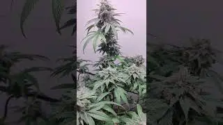 small space grows. using -Mars Hydro ts1000. Another 12 days for this purple kush and then ✂️✂️