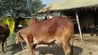 cow 🐄 for sell in chausa pashu Mandi Buxar Bihar Se nya video S pandey 9155472296