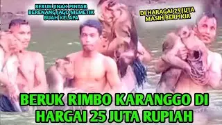 BERUK JINAK RIMBO KARANGGO DI HARGAIN 25 JUTA RUPIAH