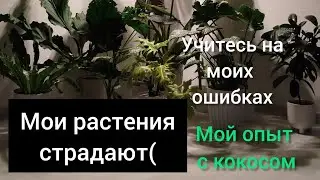 Мои растения страдают😞Показываю свои ошибки в уходе. Рассказываю о своем опыте с кокосом