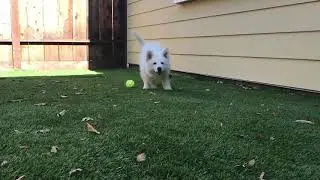 Hi Sierra! (Puppy Trailer)