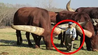 The Biggest Wild Bull In The World on Earth is Bigger Than Your Imagination