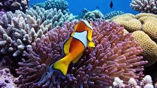 We Found the REAL Nemo! 🐠