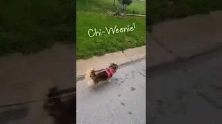 Chi-Weenie | Chihuahua Dachshund BITE SIZED SHORT DOG VIDEO | CHI-WEENIE | DOG GUY DARIN | #shorts