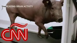 Elon Musk muestra cómo funciona el implante cerebral Neuralink usando un cerdo