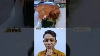 Cow Drinks Its Own Milk!🤣CowVideo #AnimalShorts #WeirdAnimalBehavior #ViralShorts